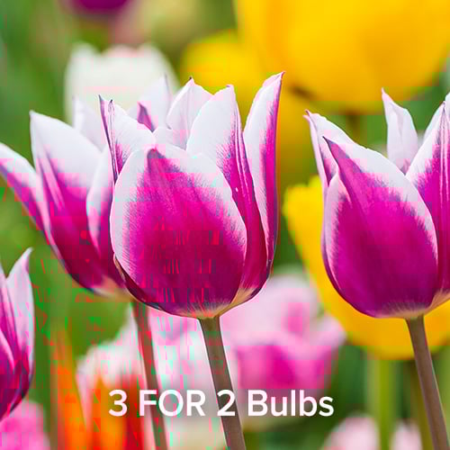 3 FOR 2 Spring Bulbs