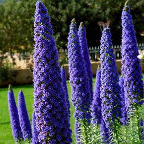 Mediterranean Plants Olive Palm Trees For Yougarden Flowering Mediterranean Plants