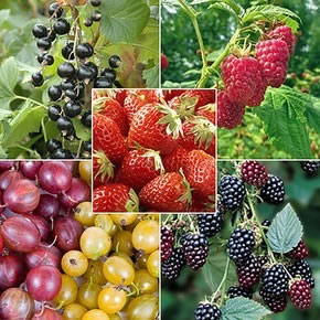 Fruits Vegetables Grow You Own Yougarden Fruit Bushes