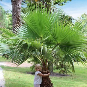 Mediterranean Plants Olive Palm Trees For Yougarden Palms