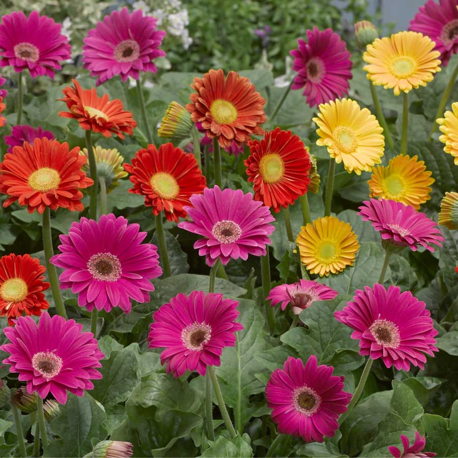 Perennial Plants & Flowers