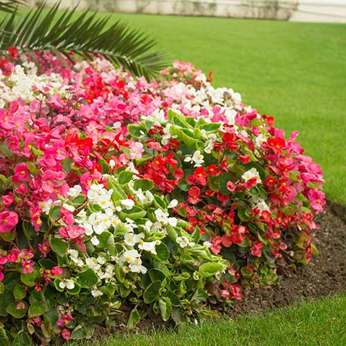 Bedding Plants
