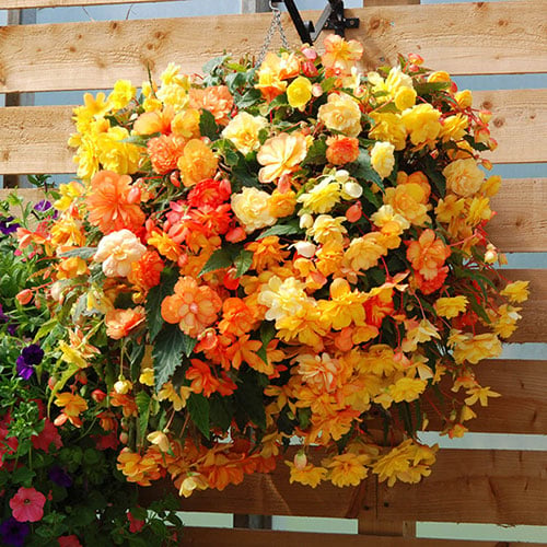 Pre Planted Baskets