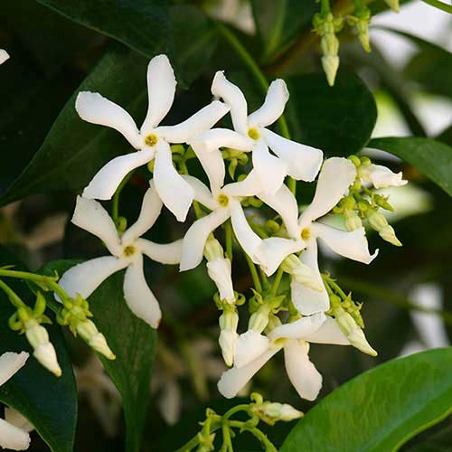 Climbing Plants