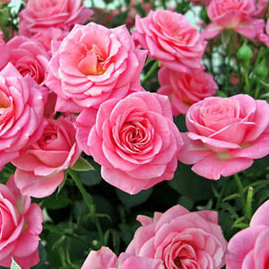 Roses