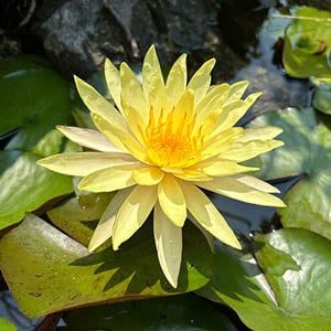 Pond Plants