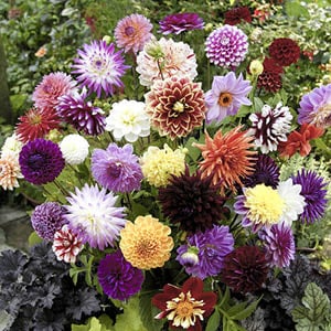 Garden Bulbs