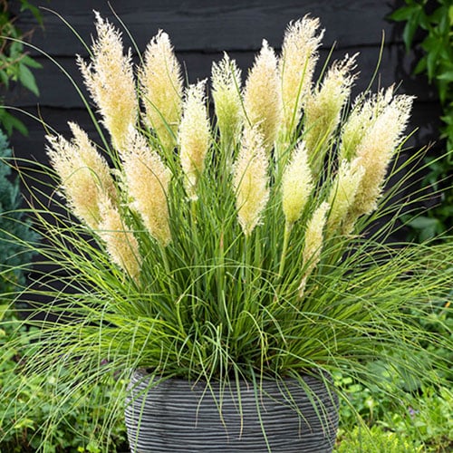 Drought Tolerant Plants