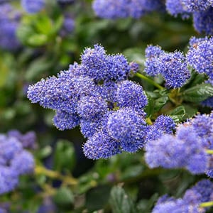 Popular Garden Plants