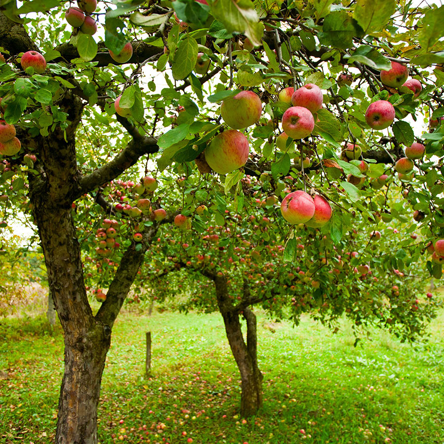 Fruit Trees