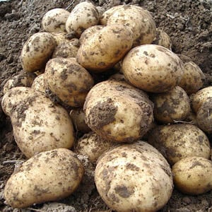 Potatoes