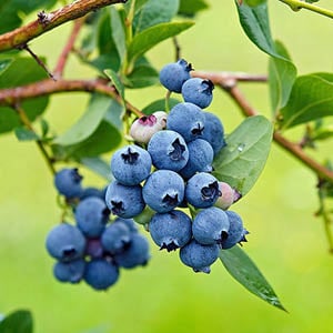 Superfruits