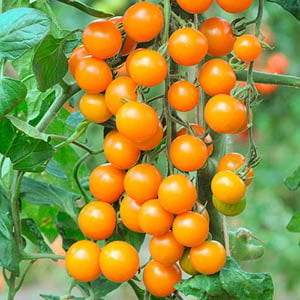 Tomato Plants