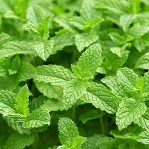 Herb Plants