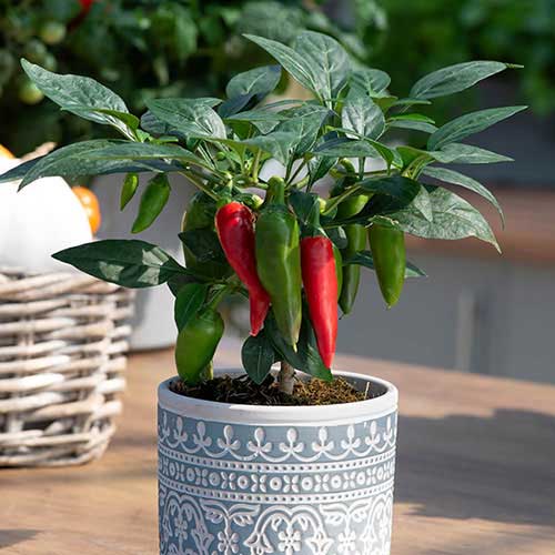 Vegetable Plants