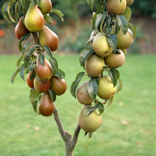 Duo Fruit Trees
