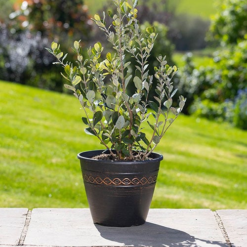 Pots and Planters
