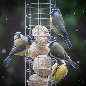 Bird Feeders
