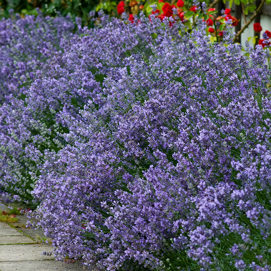 Garden Shrubs
