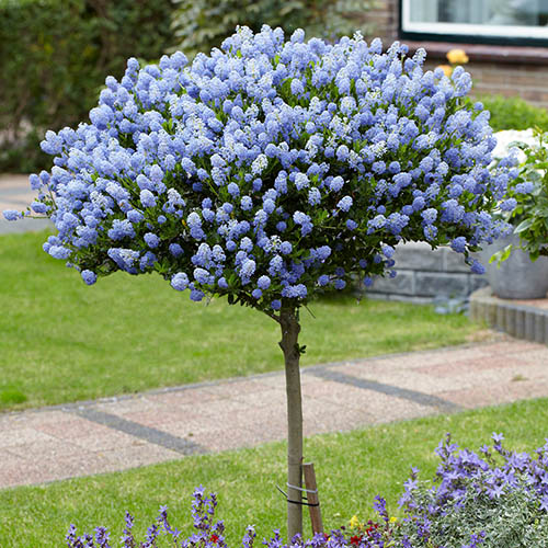 Garden Trees