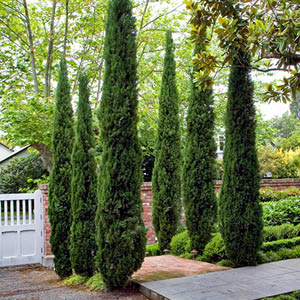 Statement Plants