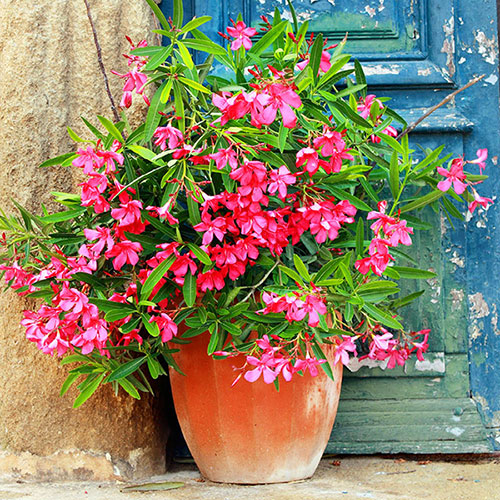 Mediterranean Plants
