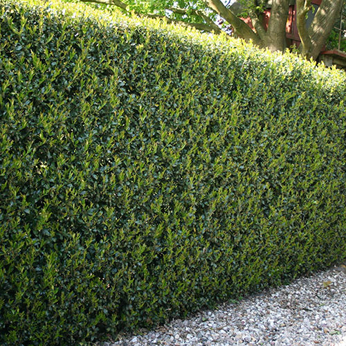 Hedging