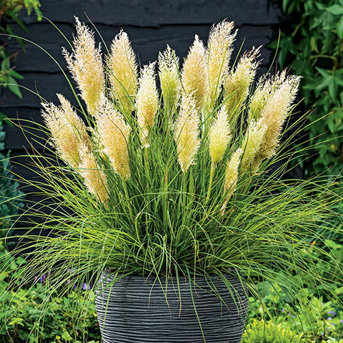 Ornamental Grasses