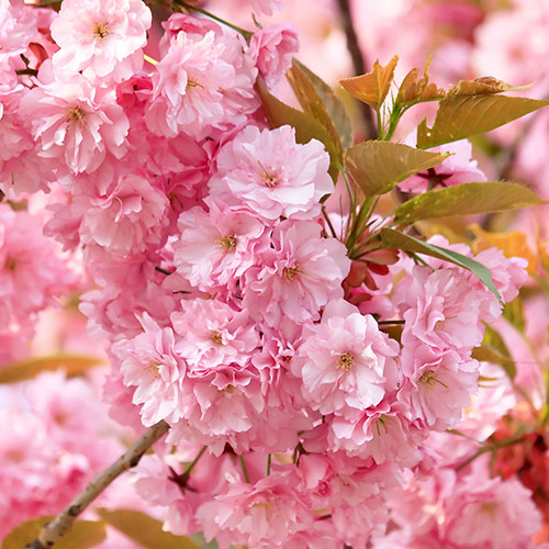 Flowering Cherry