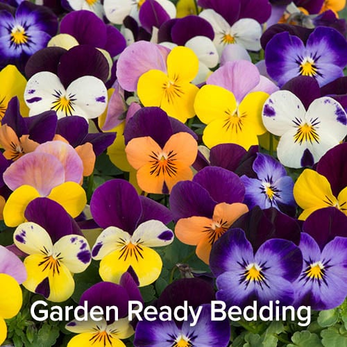 Garden Ready Bedding