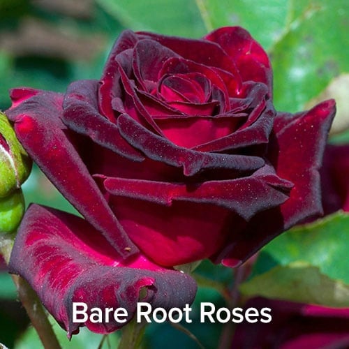 Bare Root Roses