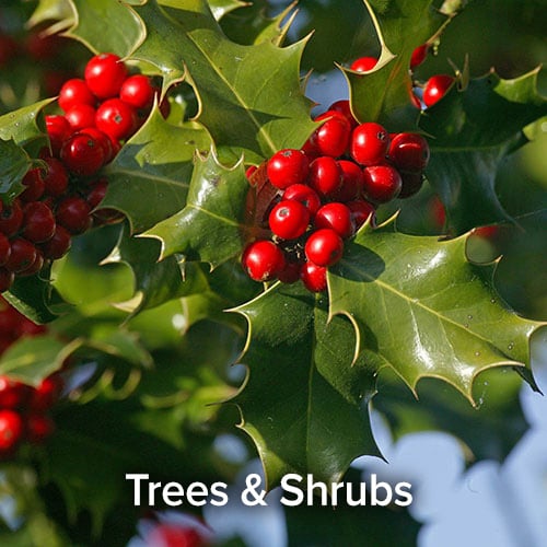Trees & Shrubs