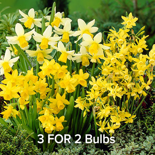 3 for 2 Bulbs