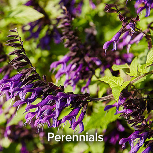 Perennials
