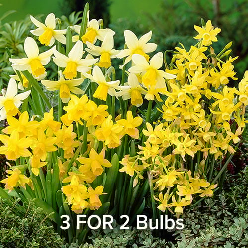 3 for 2 Bulbs