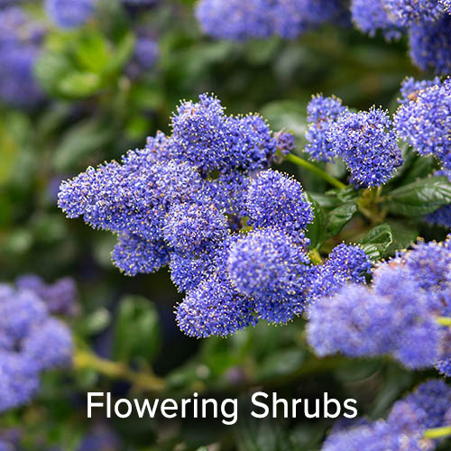 Flowering Shrubs