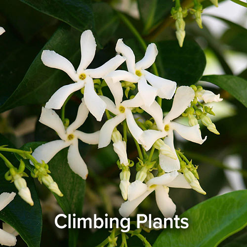 Climbing Plants