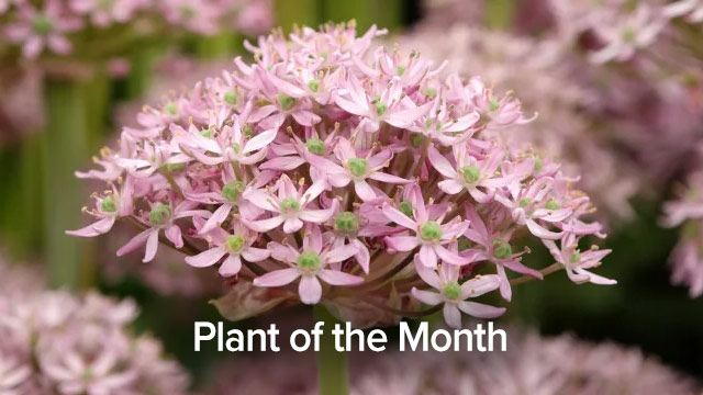 Plant of the Month