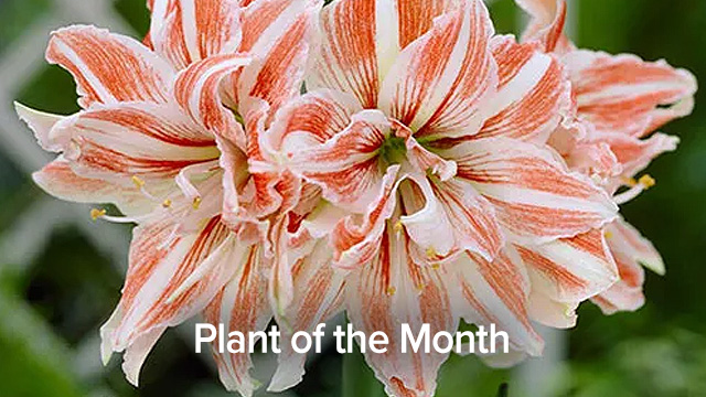 Plant of the Month