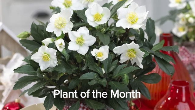 Plant of the Month