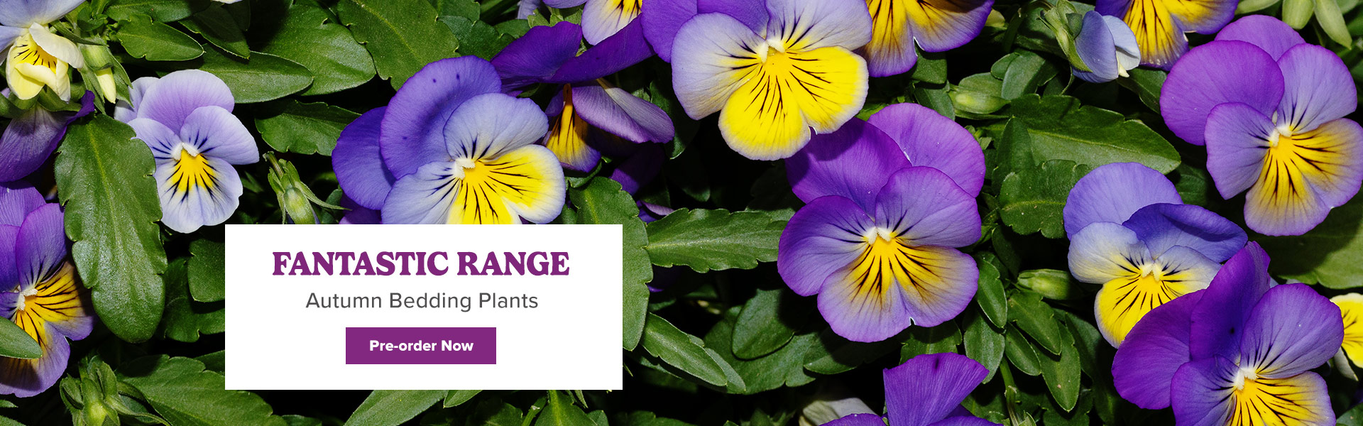 Autumn Bedding Plants