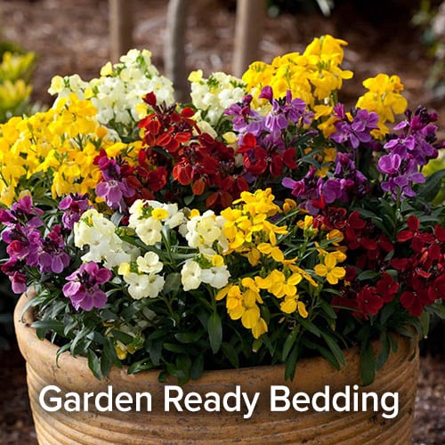 Garden Ready Bedding Plants
