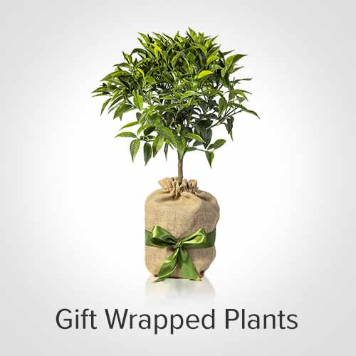 Gift Wrap Plants