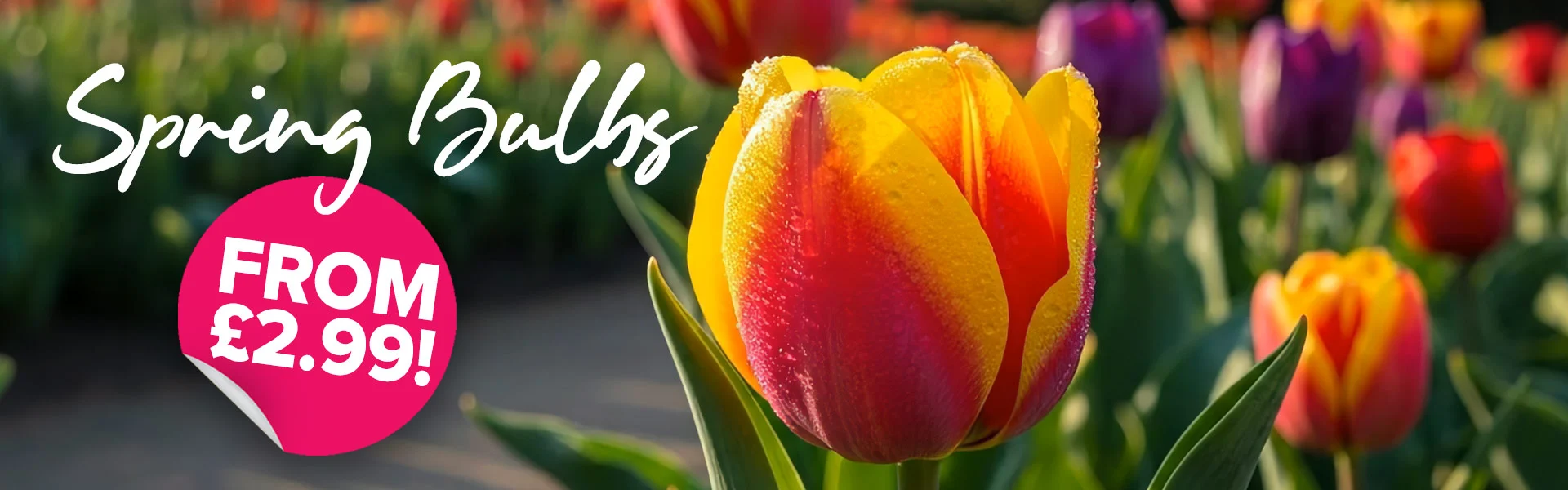 Bulb SALE from �2.99!