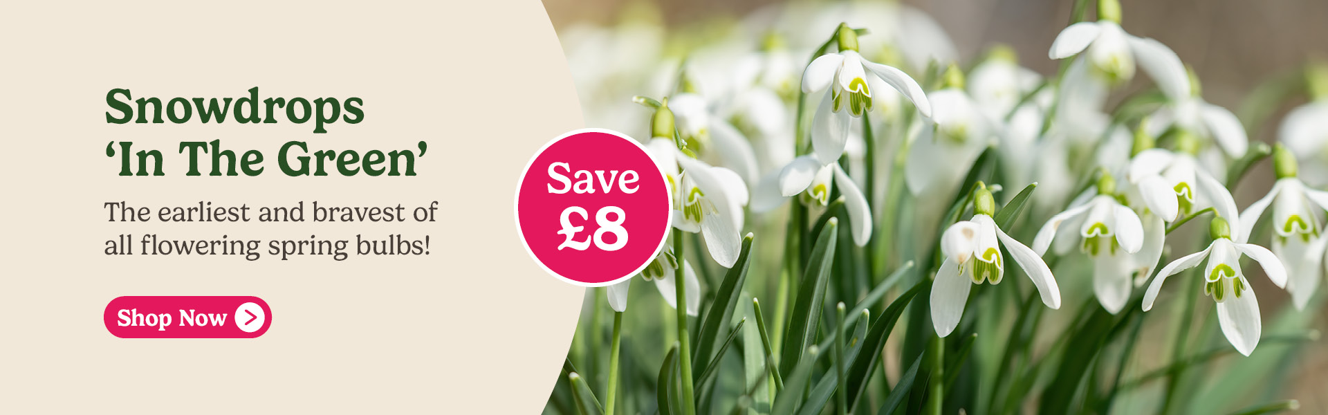 Snowdrops In The Green