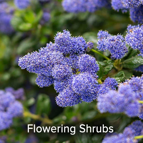 Flowering Shrubs