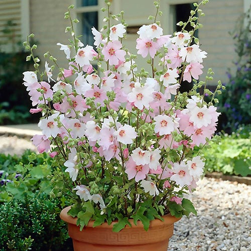 Garden Shrubs