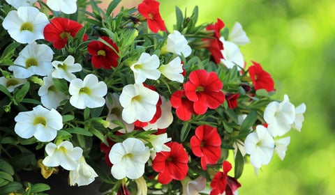 Bedding Plant Size Guide
