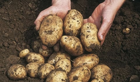 The Complete Potato Growing Guide