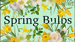 Complete Spring Flowering Bulb Collection